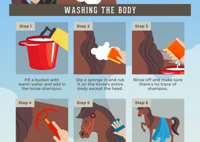 Melbourneseoservices.com Infographics - A Step-by-Step Guide to Bathing Your Horse