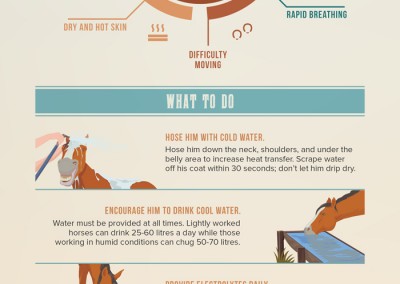 Melbourneseoservices.com Infographics horse heat stress