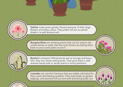 Melbourneseoservices.com Infographics Flowers and Shrubs to Grow this Summer