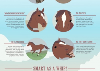 Melbourneseoservices.com Infographics - 7 Things You (Probably) Didn't Know About Your Horse