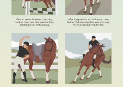 Melbourneseoservices.com Infographics - Strength Exercises for Your Horse